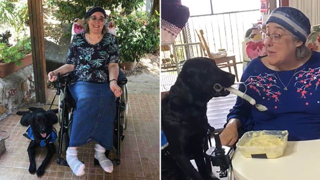 Perrita de servicio ayuda a su mejor amiga