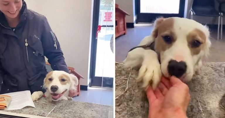 Perrita de un refugio con el corazón roto está muy contenta cuando es adoptada