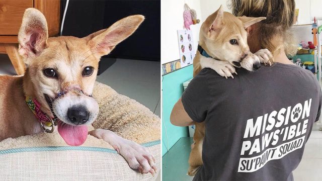 Perrita fue encontrada después de escapar
