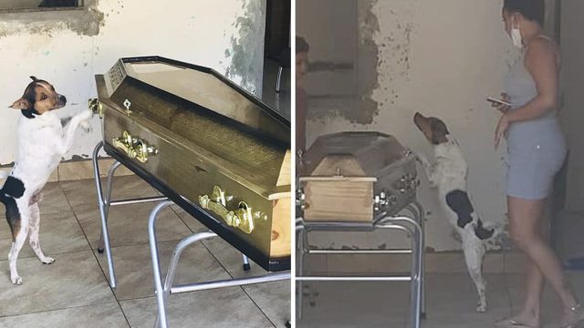 Perrito llora permanece lado ataud madre