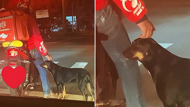 Perro aparentemente sin hogar pide cariño