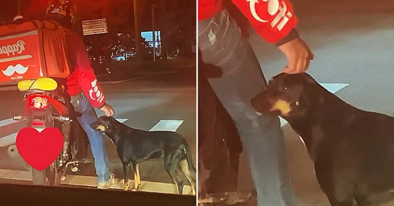 Perro aparentemente sin hogar pide cariño