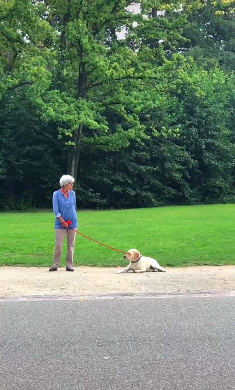 Perro juega a hacerse el muerto para no irse del parque