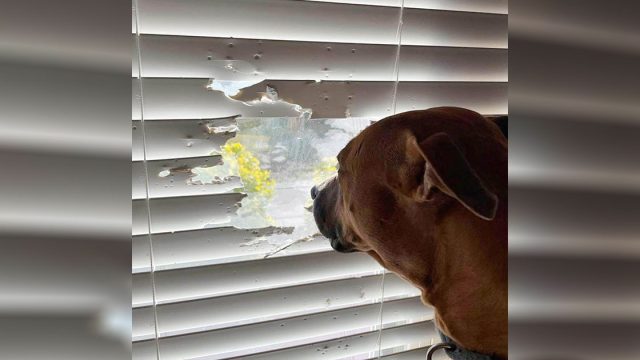 Perro no deja que las persianas le impidan mirar por la ventana
