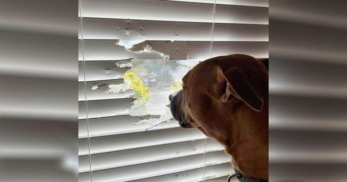 Perro no deja que las persianas le impidan mirar por la ventana