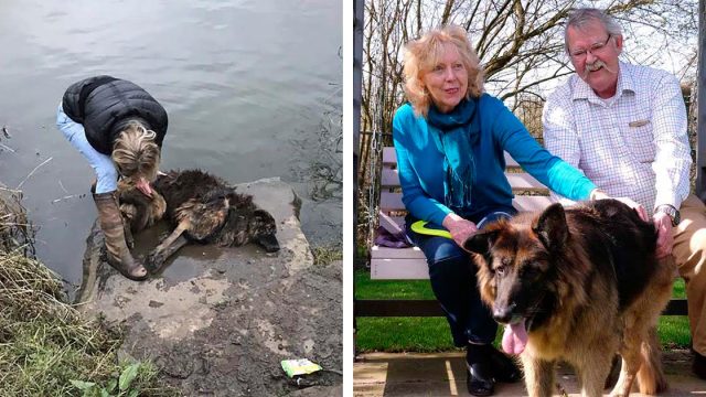 Perro que fue atado a una roca y arrojado al río tiene una nueva oportunidad