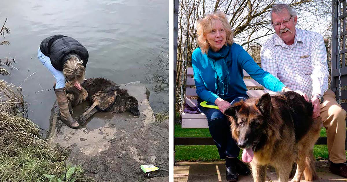 Perro que fue atado a una roca y arrojado al río tiene una nueva oportunidad