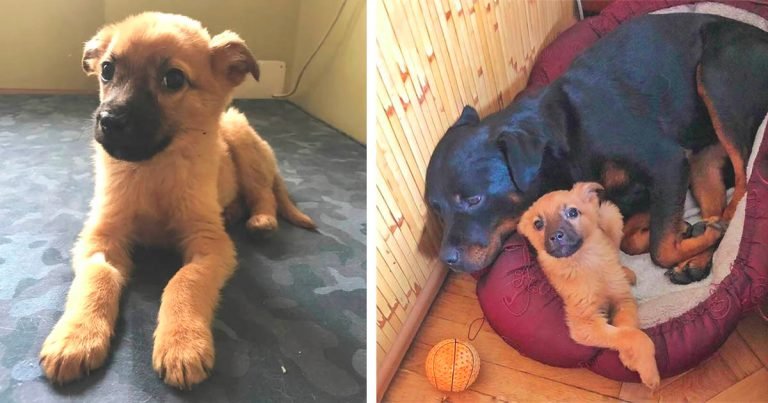Rottweiler adopta a un cachorro sin hogar y lo cría como si fuera suyo