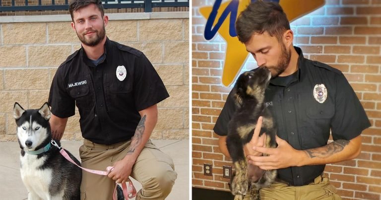 Trabajador apuesto refugio recibe más atención perros