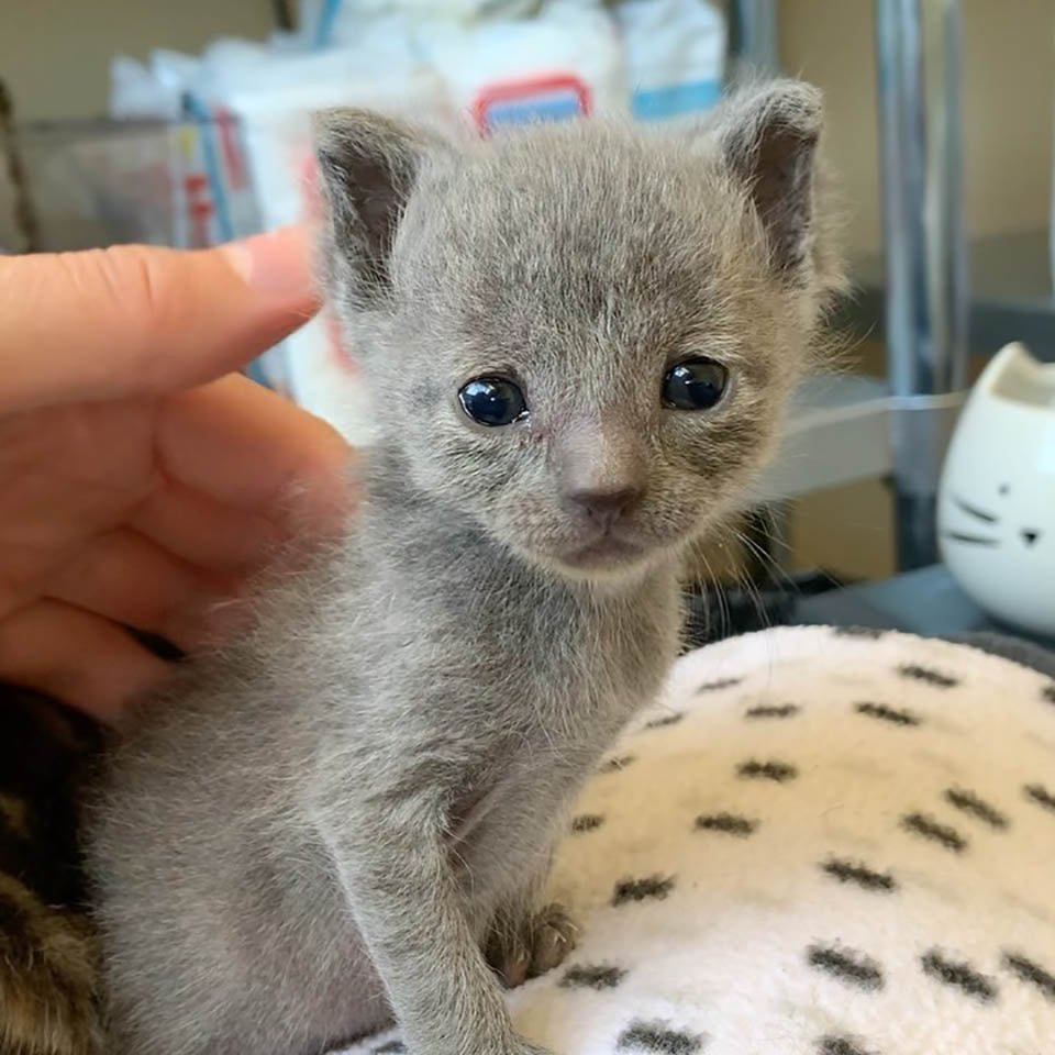 Adorable gatita gris