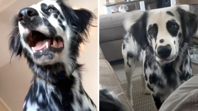 Adorable perro parece mezcla dalmata golden retriever
