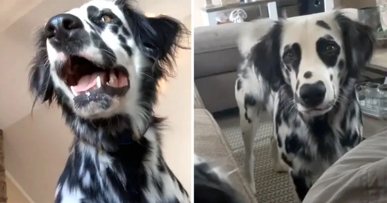 Adorable perro parece mezcla dalmata golden retriever