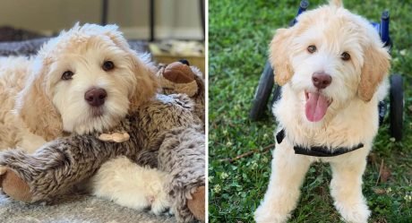 Cachorro que nació paralizado camina por primera vez gracias a su silla de ruedas personalizada