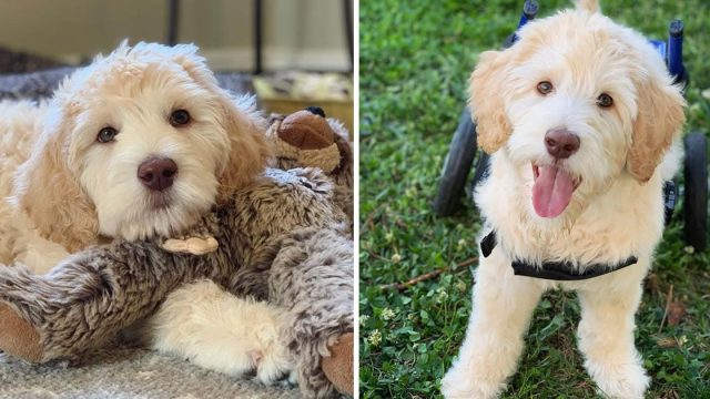 Cachorro nació paralizado camina ruedas personalizadas