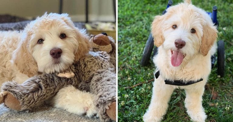 Cachorro nació paralizado camina ruedas personalizadas