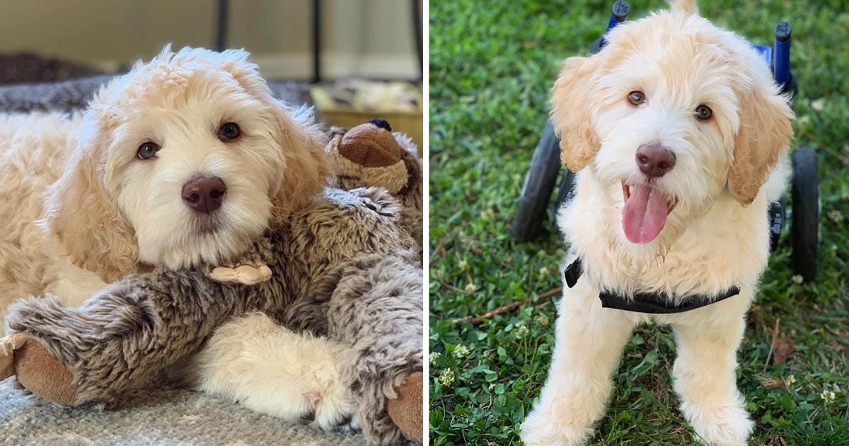 Cachorro nació paralizado camina ruedas personalizadas