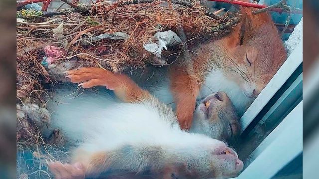 Chico ve a las ardillas más adorables tomando una siesta justo afuera de su ventana