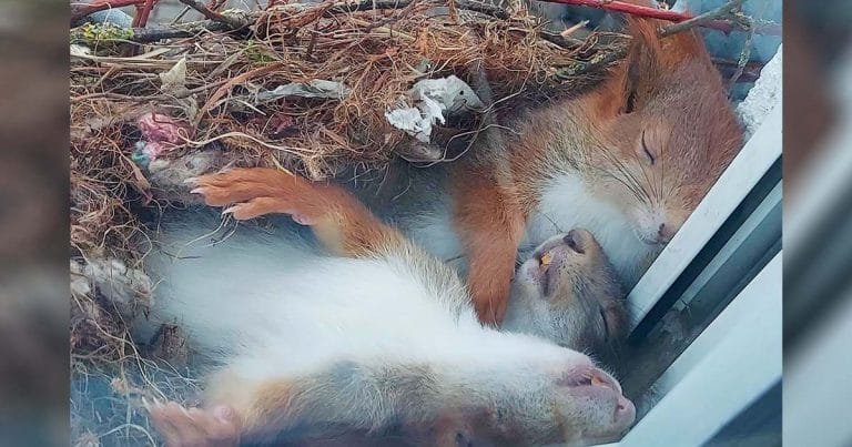 Chico ve a las ardillas más adorables tomando una siesta justo afuera de su ventana