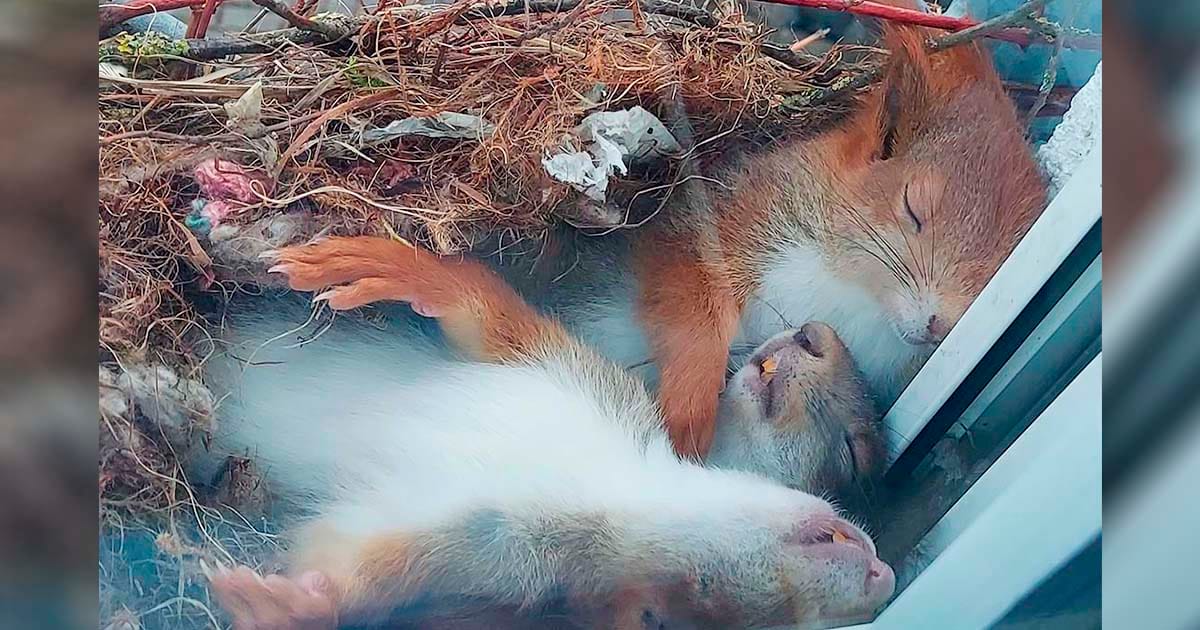 Chico ve a las ardillas más adorables tomando una siesta justo afuera de su ventana