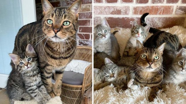 Dulce gato ayuda cuidar gatitos llegan casa