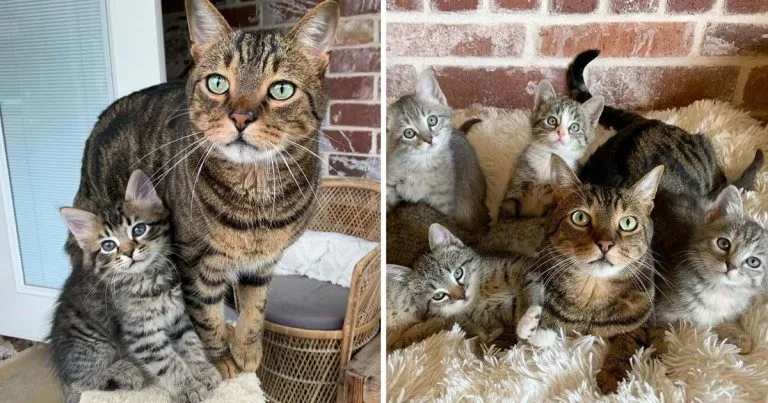 Dulce gato ayuda cuidar gatitos llegan casa