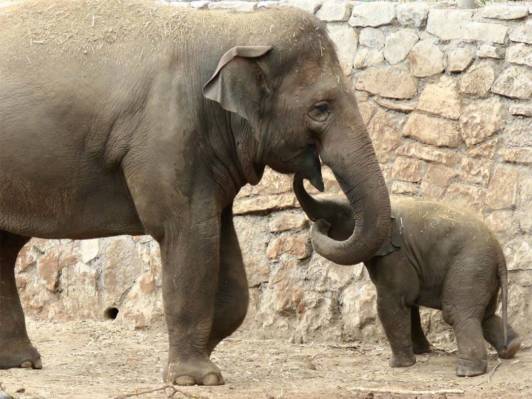 Elefante cuidando cría