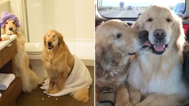 Este Golden Retriever ciego y mejor amiga guía