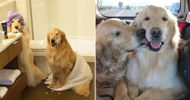 Este Golden Retriever ciego y mejor amiga guía