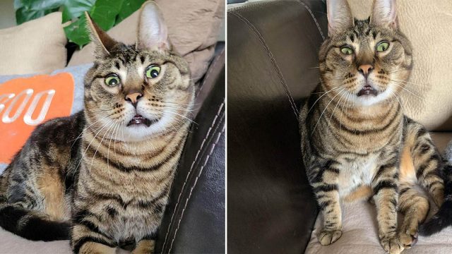 Este gato rescatado parece un conejito