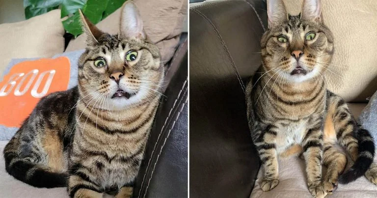 Este gato rescatado parece un conejito