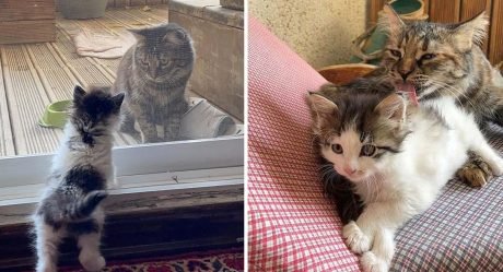 Gata encuentra una gatita en casa y está decidida a ganársela y criarla