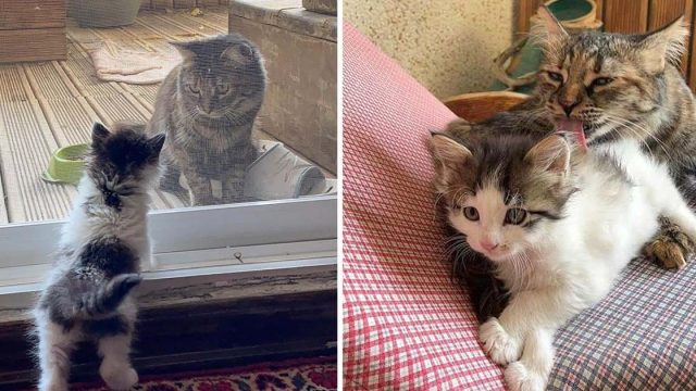 Gata encuentra gatita decide ganarsela