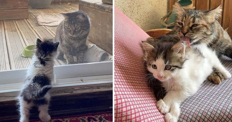 Gata encuentra gatita decide ganarsela