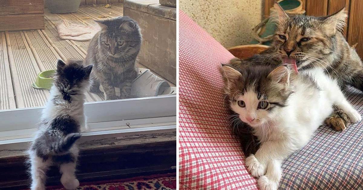 Gata encuentra gatita decide ganarsela