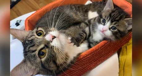 Gata regresa con su amado gatito y nunca más se separó de él
