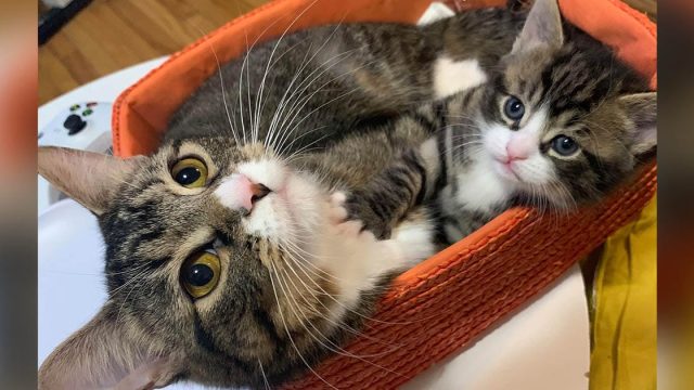 Gata regresa amado gatito