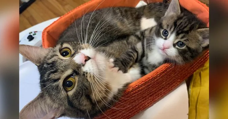 Gata regresa amado gatito