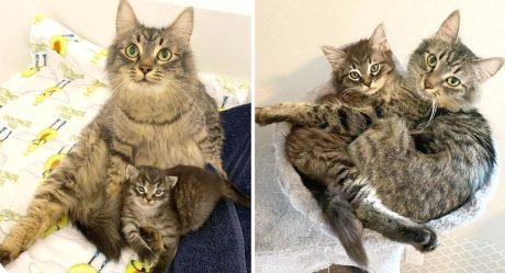 Gata y su único gatito han sido inseparables desde el primer día
