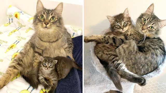 Gata único gatito inseparables