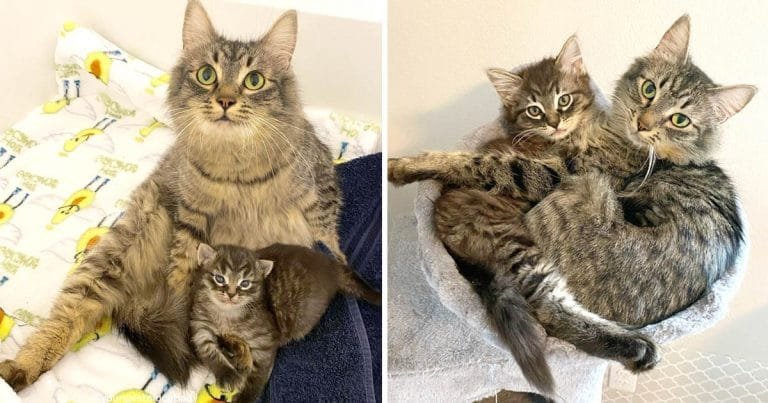Gata único gatito inseparables