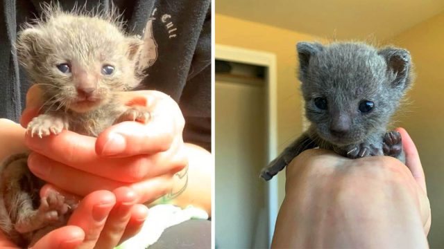Gatita gana corazones con su pelo rizado y chillidos diminutos después de ser rescatada
