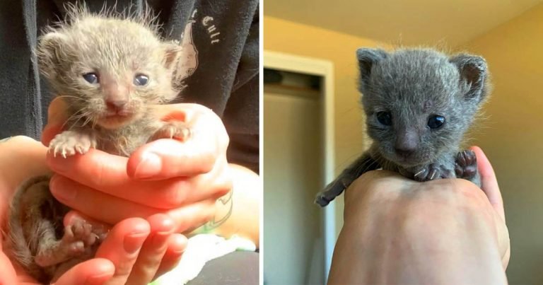 Gatita gana corazones con su pelo rizado y chillidos diminutos después de ser rescatada