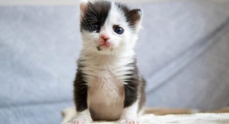 Gatita que parece un panda está prosperando después de ser encontrada en una caja
