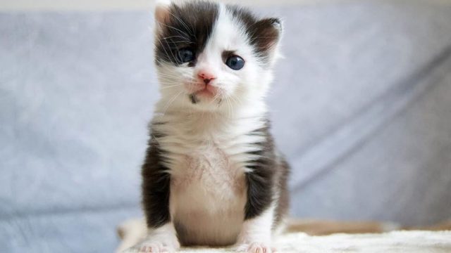 Gatita que parece un panda está prosperando