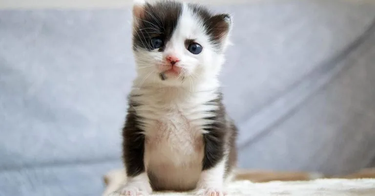 Gatita que parece un panda está prosperando