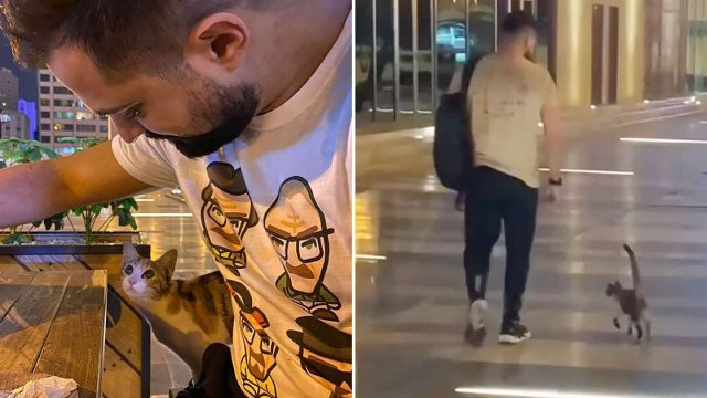 Gatita sigue un hombre a casa