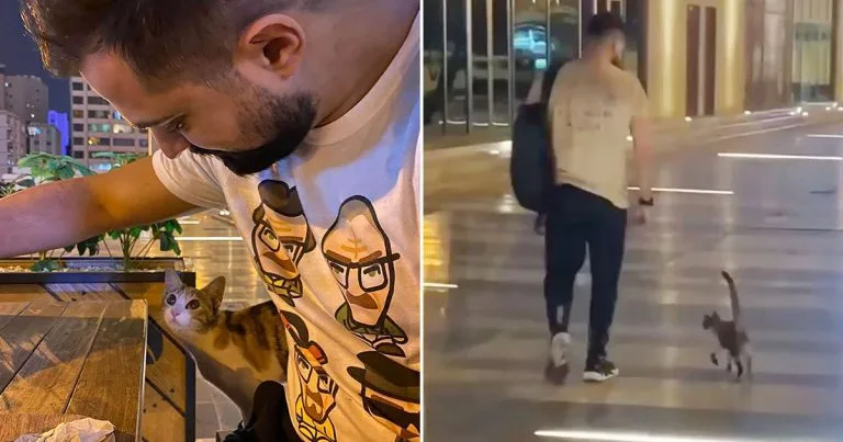 Gatita sigue un hombre a casa