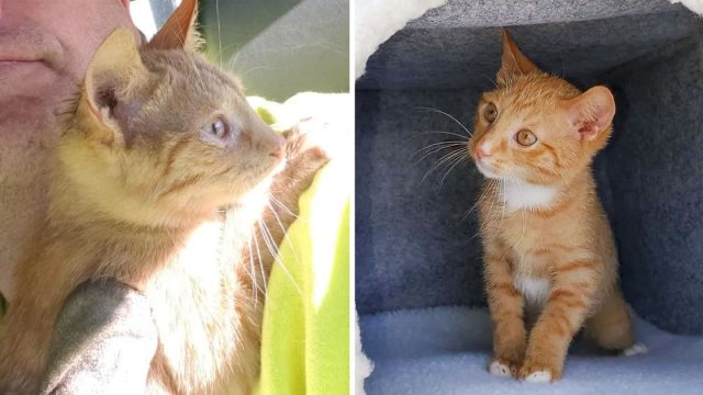 Gatito aferra trabajadores saneamiento rescataron
