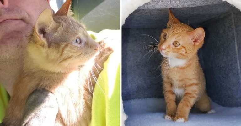 Gatito aferra trabajadores saneamiento rescataron