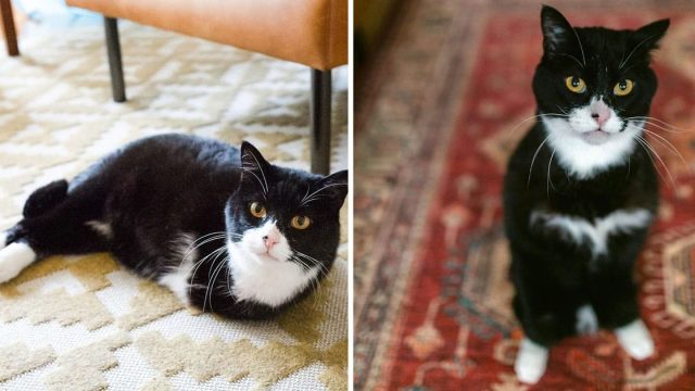 Gatito dos patas inspira personas adoptar animales especiales